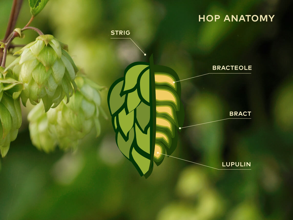 Breeding new hop varieties Staropramen